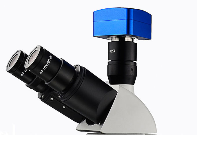 법정 실험실을 위한 전송 광선 강직한 형광 현미경 UMT203i